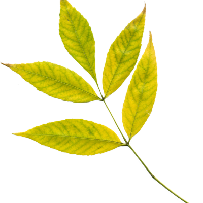 autumn, leaves, yellow leaves, yellow, autumn leaf, plant, nature, clipart, png